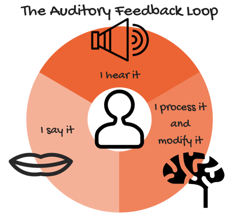 the auditory feedback loop